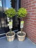 Euonymus fortunei Emerald n Gold - Roślina stojąca - Podgląd zdjęcia produktu 5