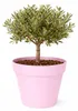 Mega Collections Pflanzentopf/blumentopf - Kunststoff - Produktbild-Vorschau 3