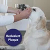 Canosept Zahnpflege Pads für Hunde 50 Stück Anteprima dell’immagine prodotto 3