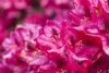 Rhododendron Hybride Erato 40-50 cm, im Topf, immergrün Produktbild-Vorschau 5