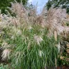 A large ornamental grass with feathery plumes. Náhled obrázku produktu