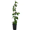 Clematide Guernsey Crema 1L Anteprima dell’immagine prodotto 12