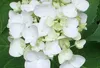 Hydrangea macr. 'Endless Summer The Bride'® - Hortensja w Podgląd zdjęcia produktu 2