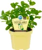 Menthe HUGO - Menthe Cocktail- Mentha spicata - Plante Voir les images du produit 1