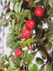 Cotoneaster dammerii Winterjuwel - Teppichmispel Produktbild-Vorschau 2