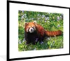 MuchoWow® Gerahmtes Poster Roter Panda - Blumen - Lila Produktbild-Vorschau 1