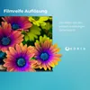 Marketing image for a TV, featuring colorful flowers and text highlighting resolution and viewing experience. Produktbild-Vorschau