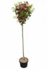 Crataegus laevigata ‘Paul’s Scarlet’ – Rotdorn Stämmchen Produktbild-Vorschau 1