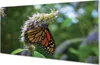 Glasbilder 140x70 Wandkunst Blumen bunter Schmetterling Produktbild-Vorschau 1