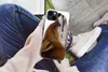 MuchoWow® Handyhülle Schutzhülle Hülle für iPhone 13 Fuchs Produktbild-Vorschau 3
