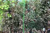 Bradas TYLP16, Klip na rostliny, 1,6 cm, 10 kusů Náhled obrázku produktu 5