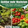DÜNGEMEISTER Premium Gartendünger gegen mickrige Ernte & Produktbild-Vorschau 3