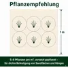 Stauden Gänge 10 x Ammophila arenaria im 1 Liter Topf - Produktbild-Vorschau 10