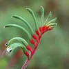 Rotgrüner Känguruphote (Anigozanthos manglesii)  - 20 Samen Produktbild-Vorschau 1