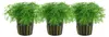 Aquarium Pflanze 3 Stück Hottonia palustris Wasserpflanze Produktbild-Vorschau 1