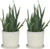 Aloe vera - Set de 2 - Aloe barbadensis - Hauteur 25-40cm - Voir les images du produit 7