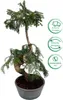 Zimmerpflanze Araucaria Cunninghsmii P25 Bonsai Produktbild-Vorschau 3