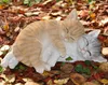 Figurine de jardin Figurine décorative Deux chats qui Voir les images du produit 4