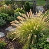 6x Pennisetum al. 'Hameln' P9 H20 Produktbild-Vorschau 4