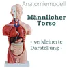 Anatomie Modell Torso des Menschen Anatomiemodell Produktbild-Vorschau 1