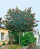 Sorbus aucuparia, Vogelbeere, 150–200 cm, robust und Produktbild-Vorschau 13
