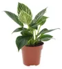 Philodendron White Wave 20-30 cm - Baumfreund - grünes Produktbild-Vorschau 1