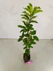 Malus domestica 'Gala', jabloň, 1,5 l kvetináč Náhľad obrázku produktu 3