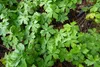 Stauden Gänge 1 x Geranium cantabrigiense 'Biokovo' -  Produktbild-Vorschau 7