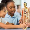 Two young girls are looking at and pointing to an anatomical model of the human body. Náhled obrázku produktu