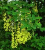 Laburnum anagyroides - Gemeiner Goldregen 40- 60 cm - Produktbild-Vorschau 2