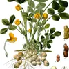 Arachide (Arachis hypogaea)  - 10 graines Voir les images du produit 1