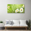 Acrylglasbilder 100x50 Wandbild Druck Gras Gänseblümchen Produktbild-Vorschau 3