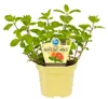 Grapefruit-Minze- Mentha suaveolens x piperita - Produktbild-Vorschau 1