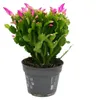Großer Weihnachtskaktus – Schlumbergera – XXL – Topf 17 cm Produktbild-Vorschau 1