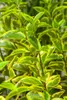 A close-up view of variegated leaves on a plant. Produktbild-Vorschau