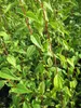 Philadelphus Lemoinei - Duftjasmin - Pfeifenstrauch - Produktbild-Vorschau 3