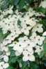 Cornus kousa 'Wieting's Select', Japanischer Produktbild-Vorschau 10