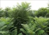 Chinese klei (Toona sinensis) - 20 stuks Productafbeelding-voorbeeld 2