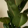 Bloomique - Ficus Elastica Robusta - Gummibaum - Produktbild-Vorschau 6