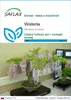 SAFLAX - Wisteria - Wisteria sinensis - 4 Semená Náhľad obrázku produktu 1