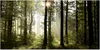 Wandbild Mega XXXL Wald 250x125 cm Einteiliger XXL-Format Produktbild-Vorschau 7