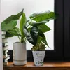 Two potted plants on a wooden windowsill next to a stack of books, with a window in the background. Produktbild-Vorschau
