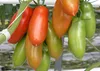 SAFLAX - Rajče - San Marzano - Lycopersicon esculentum - 10 Náhled obrázku produktu 5
