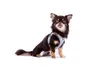 Curli Clasp Vest Geschirr Glow Reflective Gray, Größe: M Produktbild-Vorschau 3
