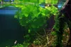Piante acquatiche: Nymphoides hydrophylla, varietà Taiwan, Anteprima dell’immagine prodotto 2