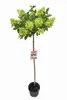 Hortensie 'Limelight' Stamm - 170-180 cm – Hydrangea Produktbild-Vorschau 1