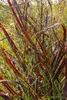 Stauden Gänge 1 x Panicum virgatum 'Squaw' im 1 Liter Topf Produktbild-Vorschau 2