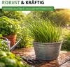 Schnittlauch Medium Leaf Samen - Allium schoenoprasum - Produktbild-Vorschau 7