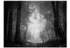 Basera Fototapete Waldmotiv 10040903-58, Vliestapete, Produktbild-Vorschau 2