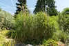 Stauden Gänge 1 x Miscanthus x giganteus im 1 Liter Topf - Produktbild-Vorschau 7